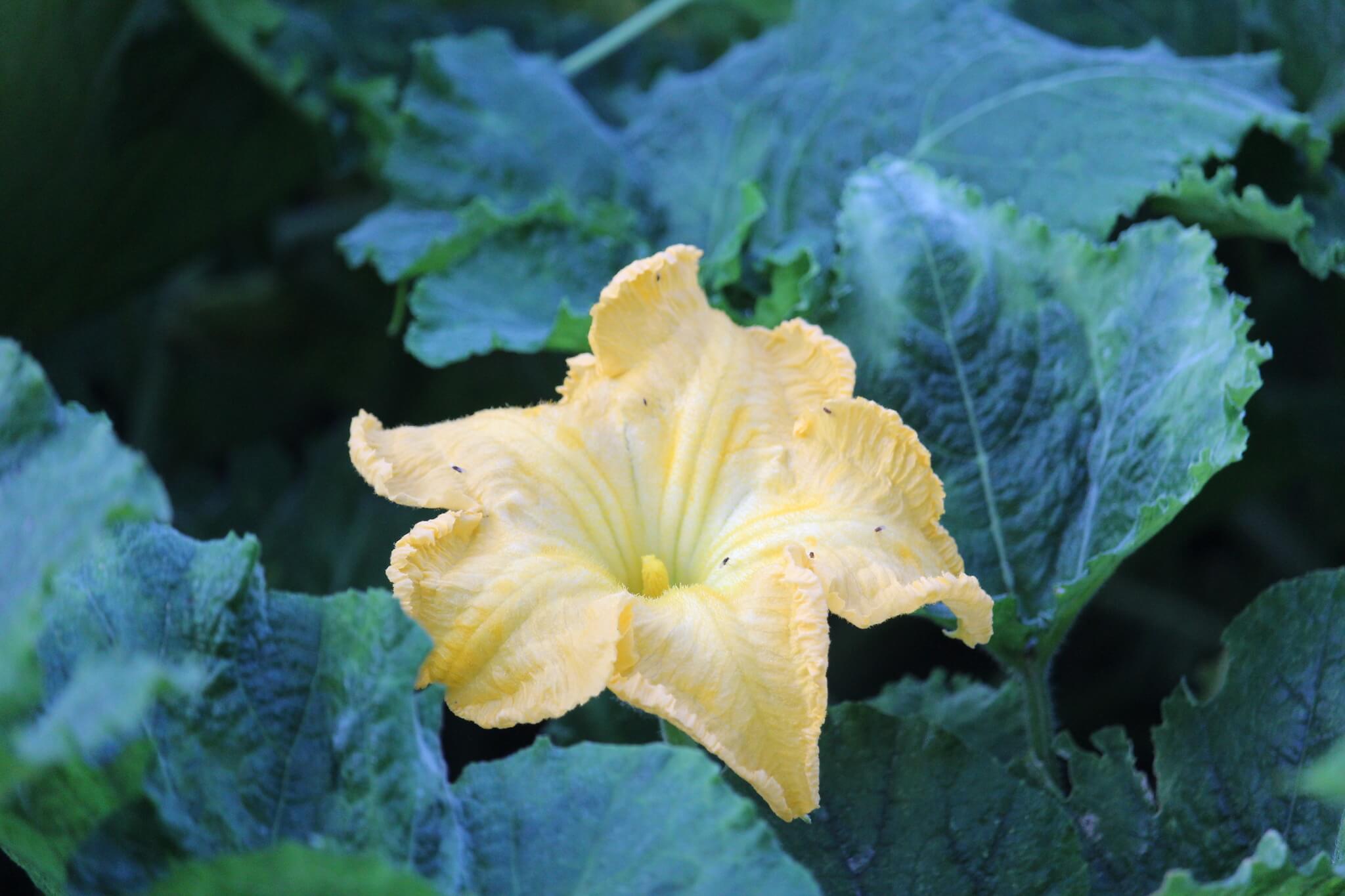 Cucurbita ficifolia
